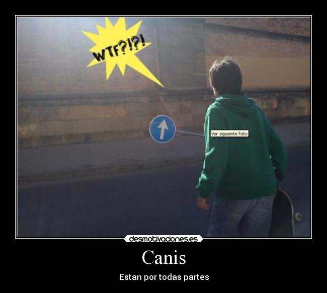 Canis - Estan por todas partes