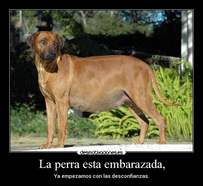 La perra esta embarazada, - Ya empezamos con las desconfianzas.