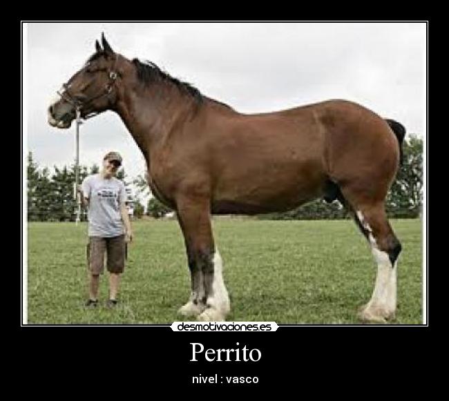 carteles nivel vasco perrito desmotivaciones