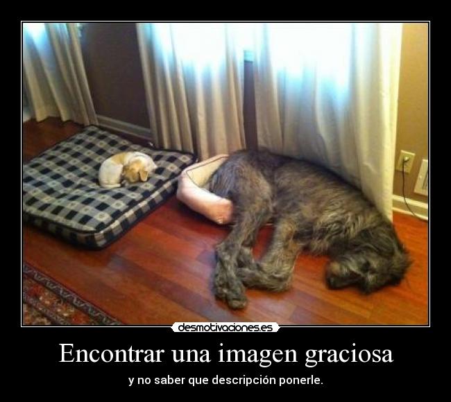 Encontrar una imagen graciosa - 