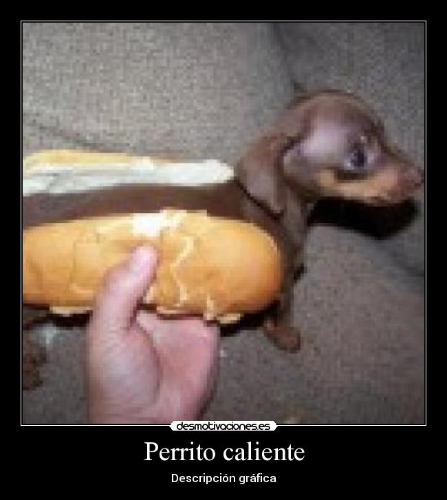 Perrito caliente - Descripción gráfica