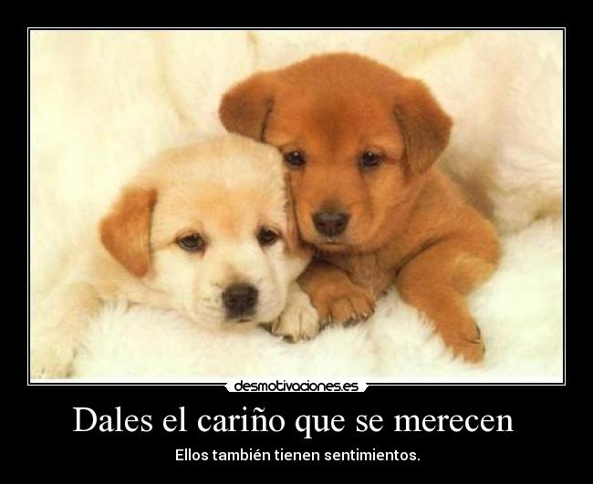 Dales el cariño que se merecen - Ellos también tienen sentimientos.