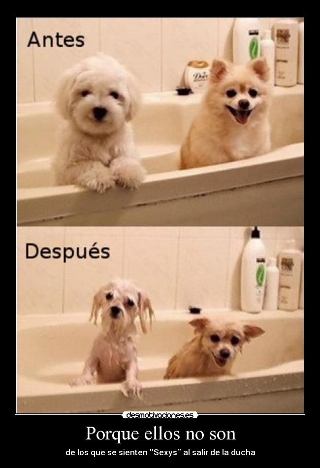 Porque ellos no son -