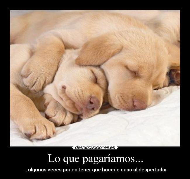 Lo que pagaríamos... -