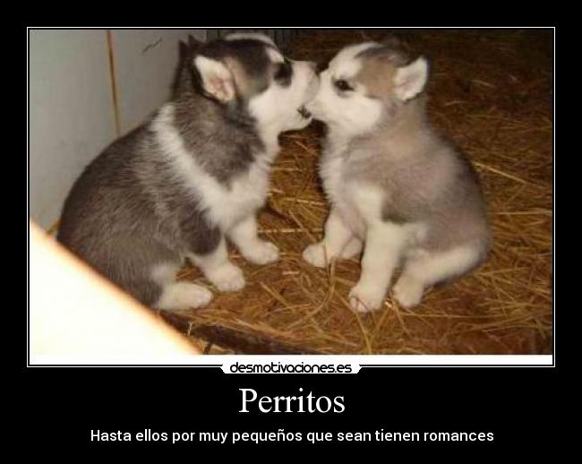 Perritos - Hasta ellos por muy pequeños que sean tienen romances