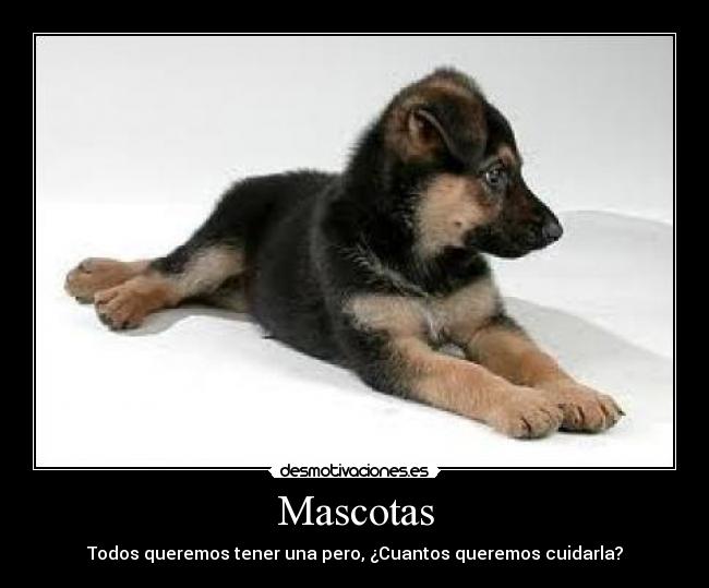 carteles mascotas desmotivaciones