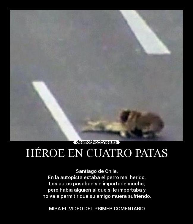 HÉROE EN CUATRO PATAS -