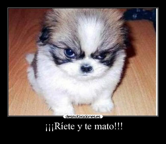 ¡¡¡Ríete y te mato!!! -