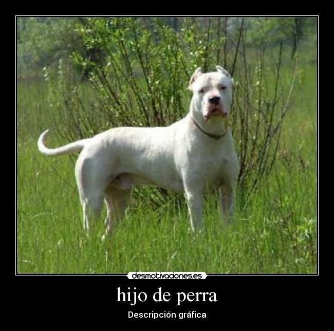 hijo de perra -