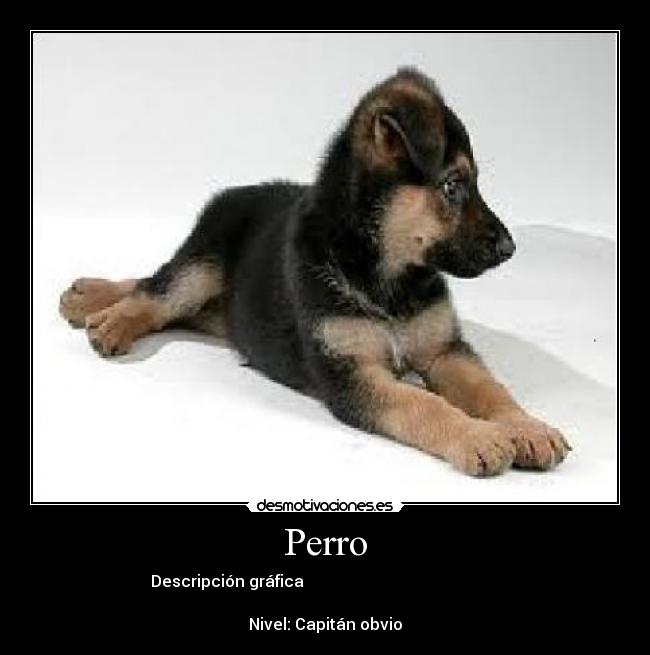 Perro - 