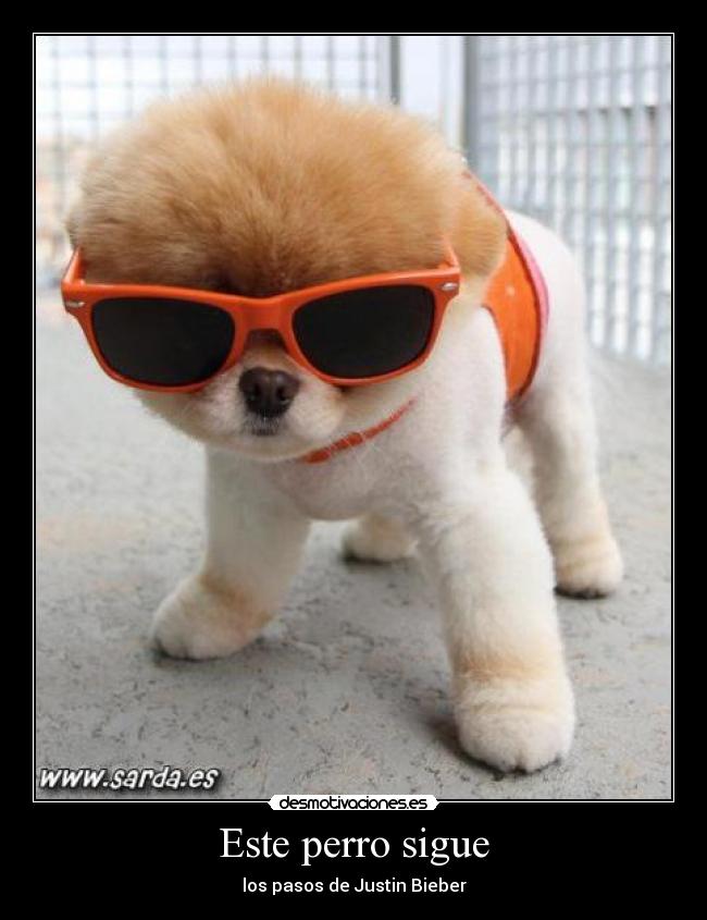 Este perro sigue - los pasos de Justin Bieber