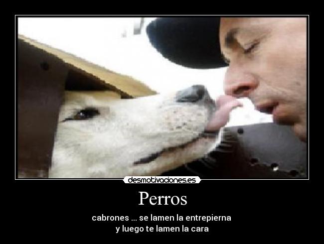 Perros - 