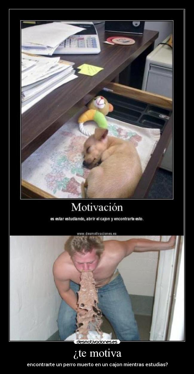 ¿te motiva - encontrarte un perro muerto en un cajon mientras estudias?