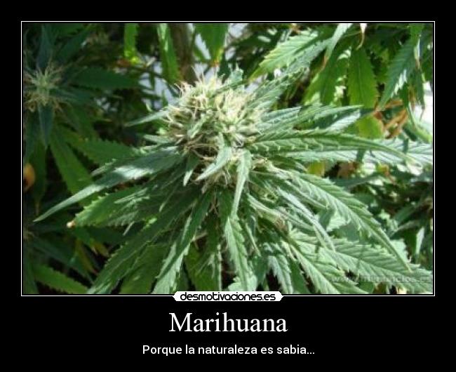 Marihuana - 