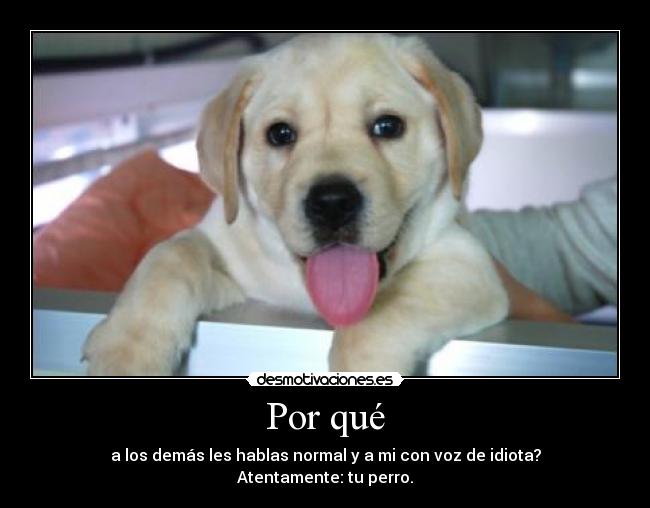 Por qué - a los demás les hablas normal y a mi con voz de idiota?
Atentamente: tu perro.