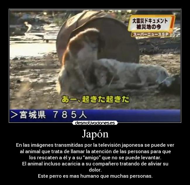 Japón - En las imágenes transmitidas por la televisión japonesa se puede ver
al animal que trata de llamar la atención de las personas para que
los rescaten a él y a su “amigo” que no se puede levantar.
El animal incluso acaricia a su compañero tratando de aliviar su
dolor.
Este perro es mas humano que muchas personas.
