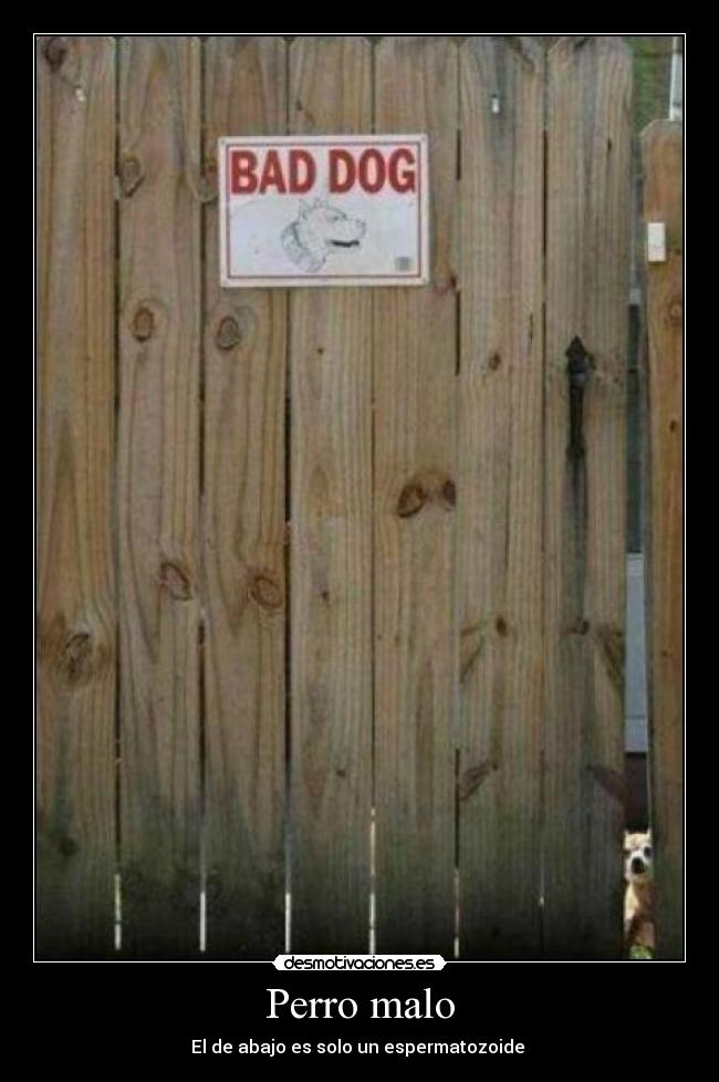 Perro malo - 