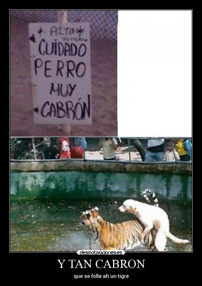 Y TAN CABRON - que se folla ah un tigre