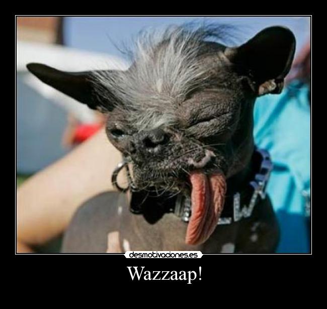 Wazzaap! - 