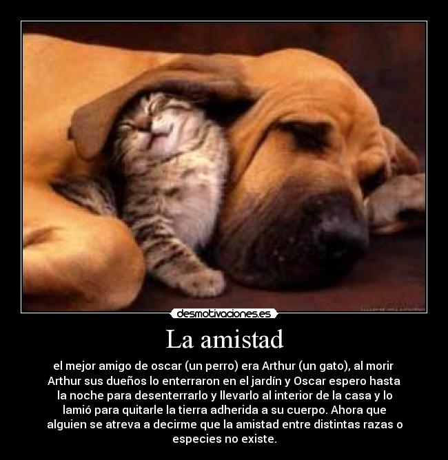 La amistad - el mejor amigo de oscar (un perro) era Arthur (un gato), al morir
Arthur sus dueños lo enterraron en el jardín y Oscar espero hasta
la noche para desenterrarlo y llevarlo al interior de la casa y lo
lamió para quitarle la tierra adherida a su cuerpo. Ahora que
alguien se atreva a decirme que la amistad entre distintas razas o
especies no existe.