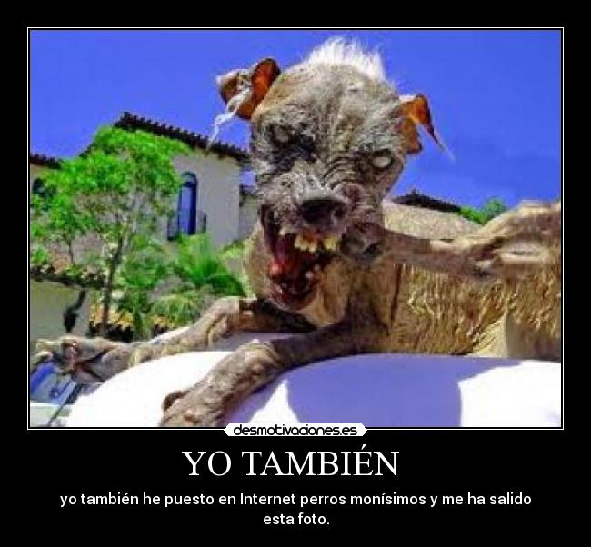 YO TAMBIÉN - yo también he puesto en Internet perros monísimos y me ha salido esta foto.