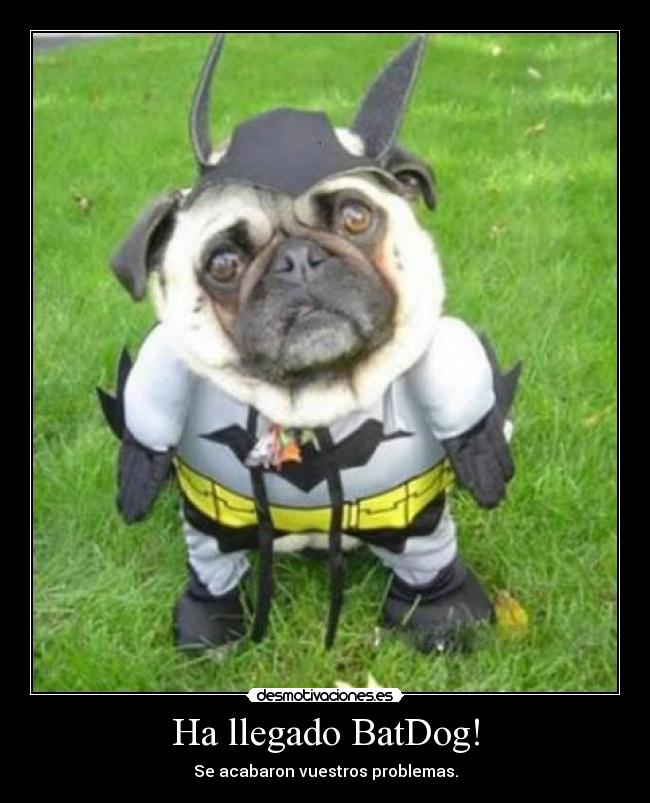 Ha llegado BatDog! -