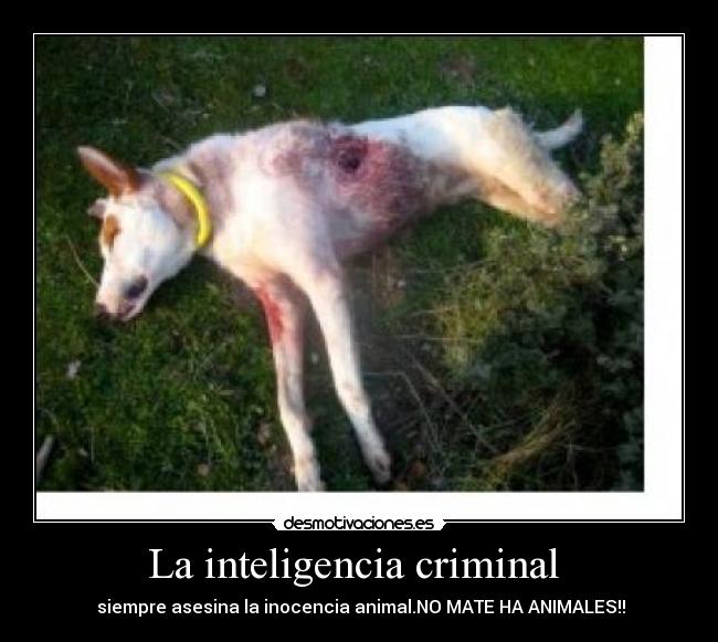 La inteligencia criminal - siempre asesina la inocencia animal.NO MATE HA ANIMALES!!