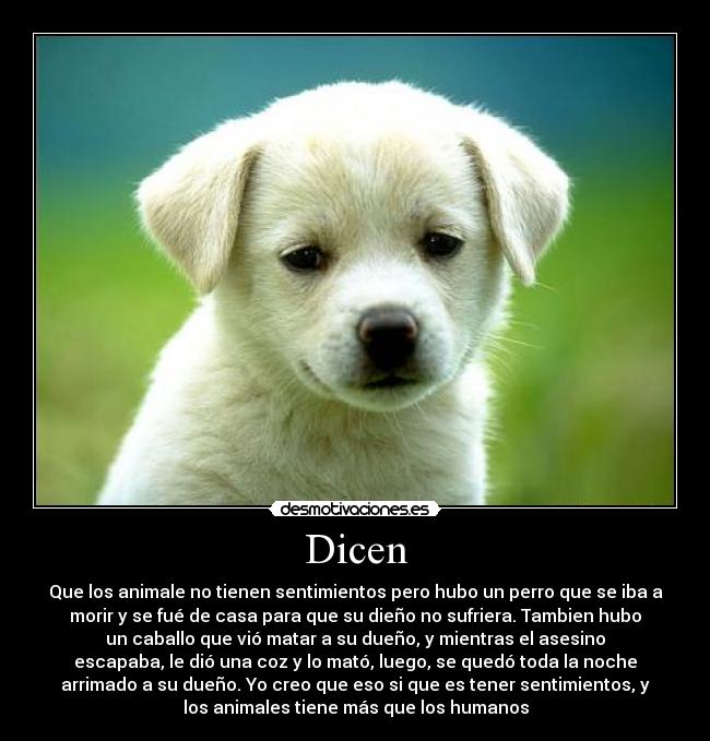 Dicen -