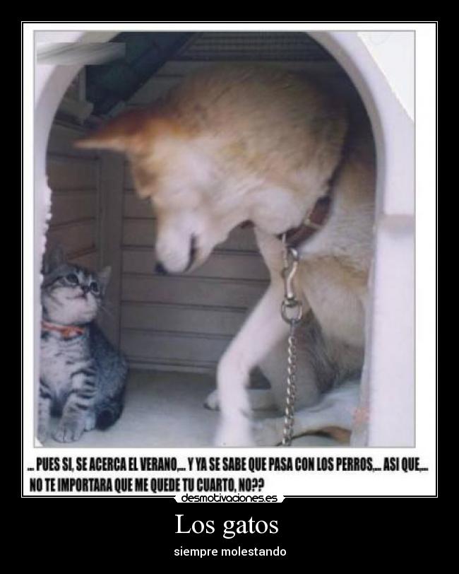 Los gatos  - 