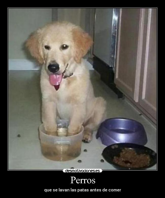 carteles perro desmotivaciones