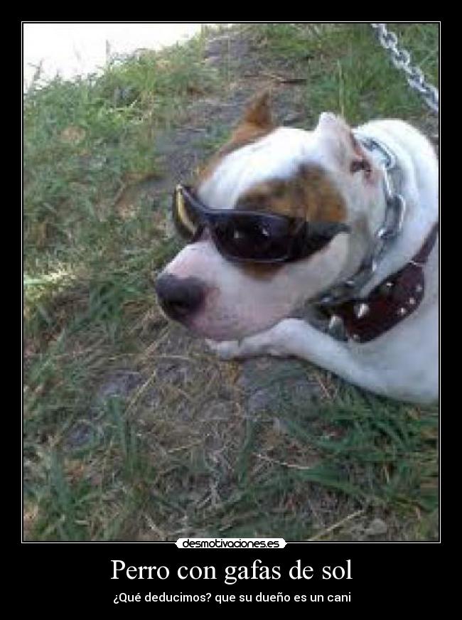 Perro con gafas de sol - ¿Qué deducimos? que su dueño es un cani