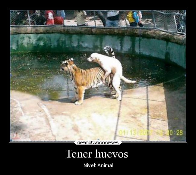 Tener huevos  - Nivel: Animal