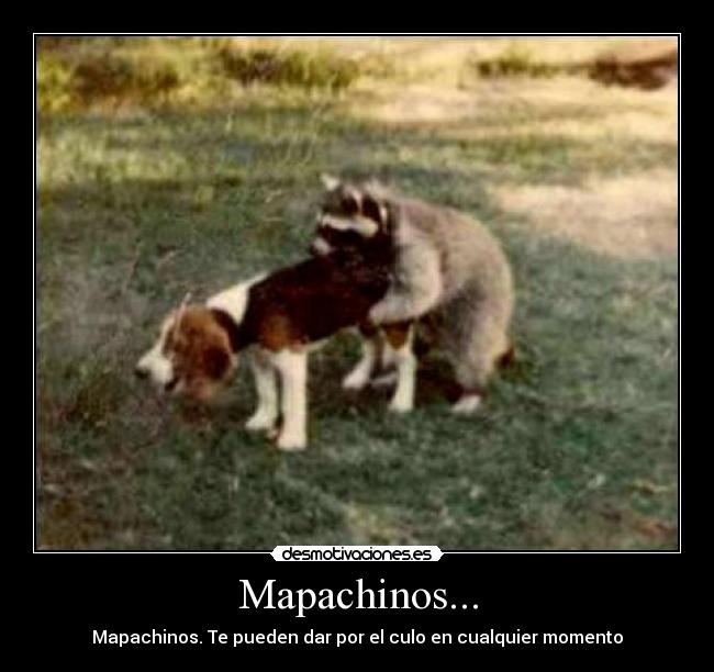 Mapachinos... - Mapachinos. Te pueden dar por el culo en cualquier momento