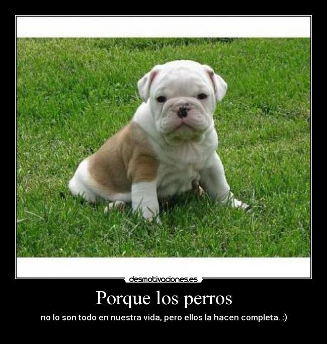 Porque los perros -