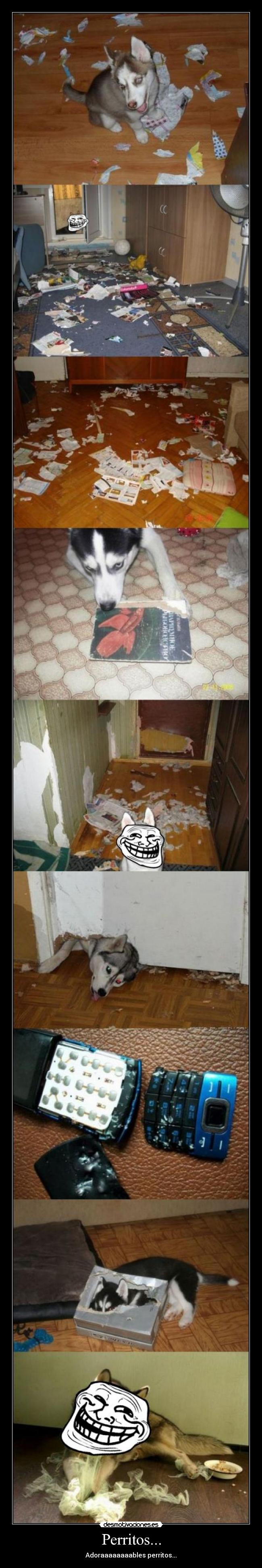 Perritos... - Adoraaaaaaaables perritos...