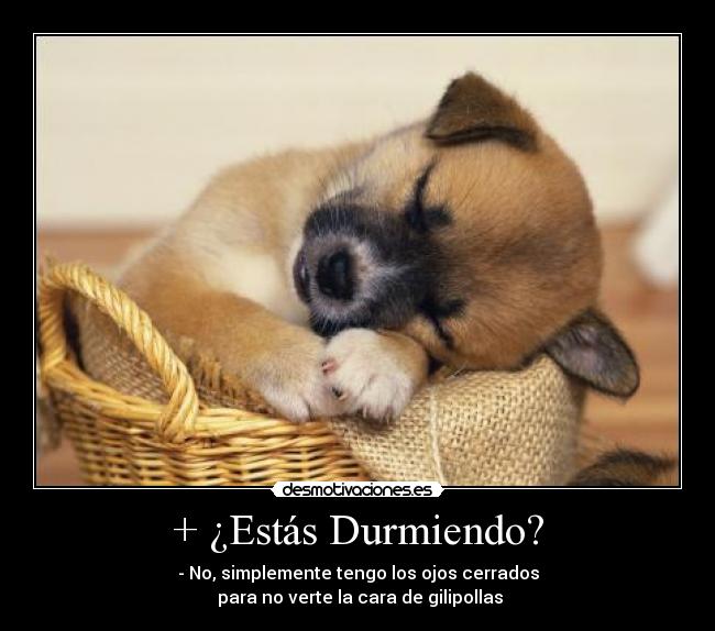 + ¿Estás Durmiendo? - - No, simplemente tengo los ojos cerrados
 para no verte la cara de gilipollas