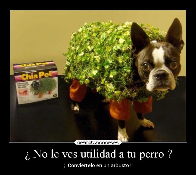 ¿ No le ves utilidad a tu perro ? -