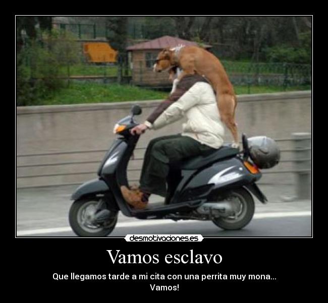 Vamos esclavo - Que llegamos tarde a mi cita con una perrita muy mona...
Vamos!