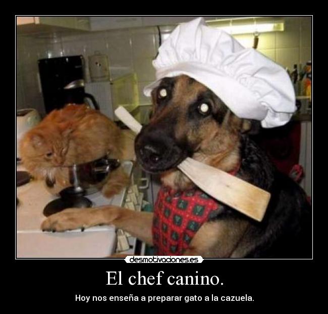 El chef canino. - 
