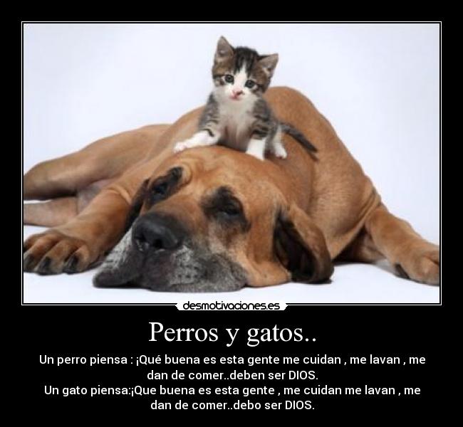 Perros y gatos.. -