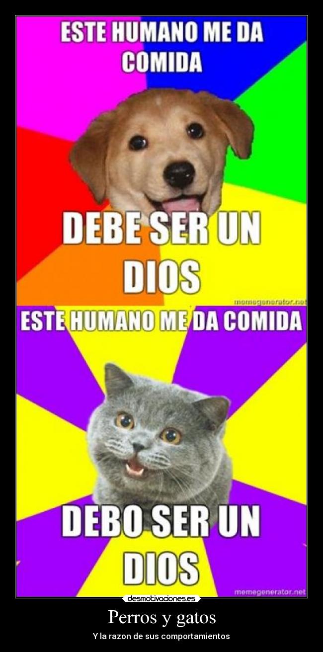 Perros-y-gatos