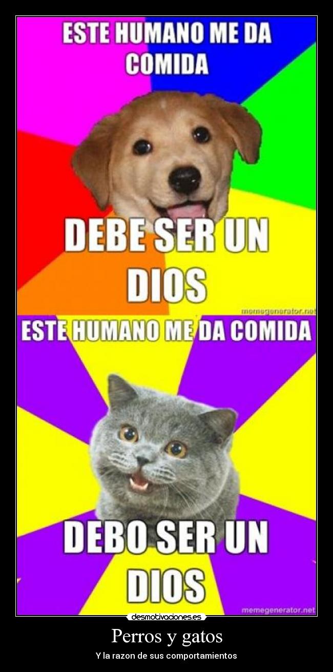 carteles gatos perro gatoscomida dioses desmotivaciones