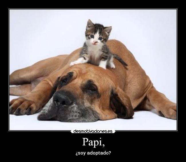 Papi, - ¿soy adoptado?