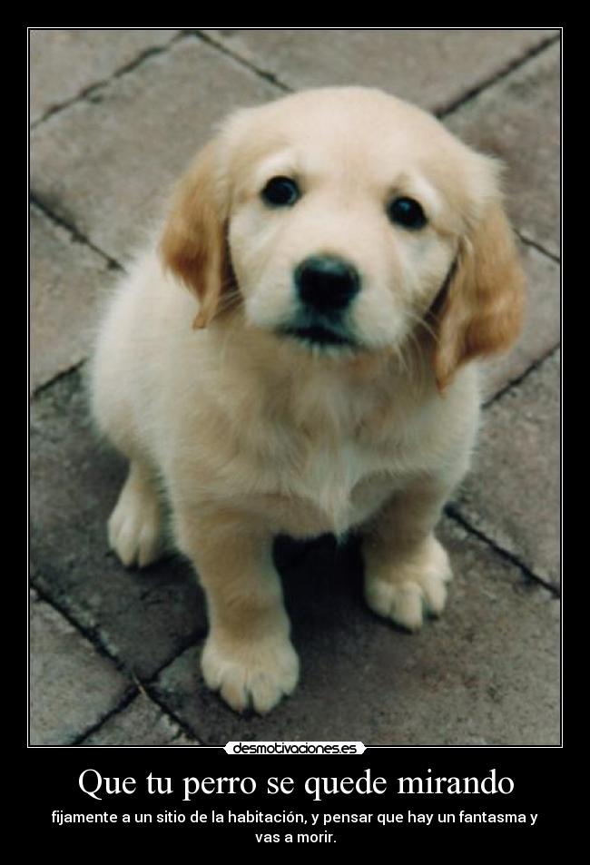 Que tu perro se quede mirando -