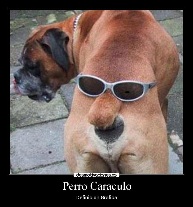 Perro Caraculo - Definición Gráfica