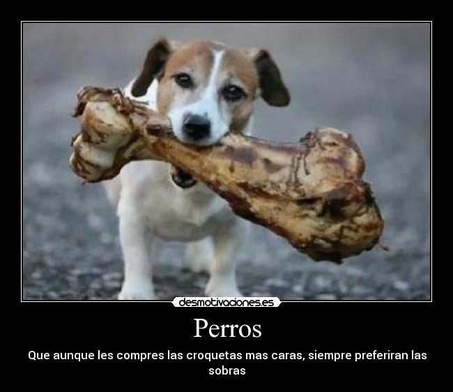 Perros - Que aunque les compres las croquetas mas caras, siempre preferiran las sobras
