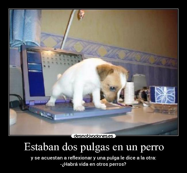 Estaban dos pulgas en un perro - y se acuestan a reflexionar y una pulga le dice a la otra:
-¿Habrá vida en otros perros?