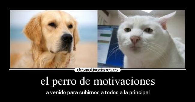 el perro de motivaciones - 