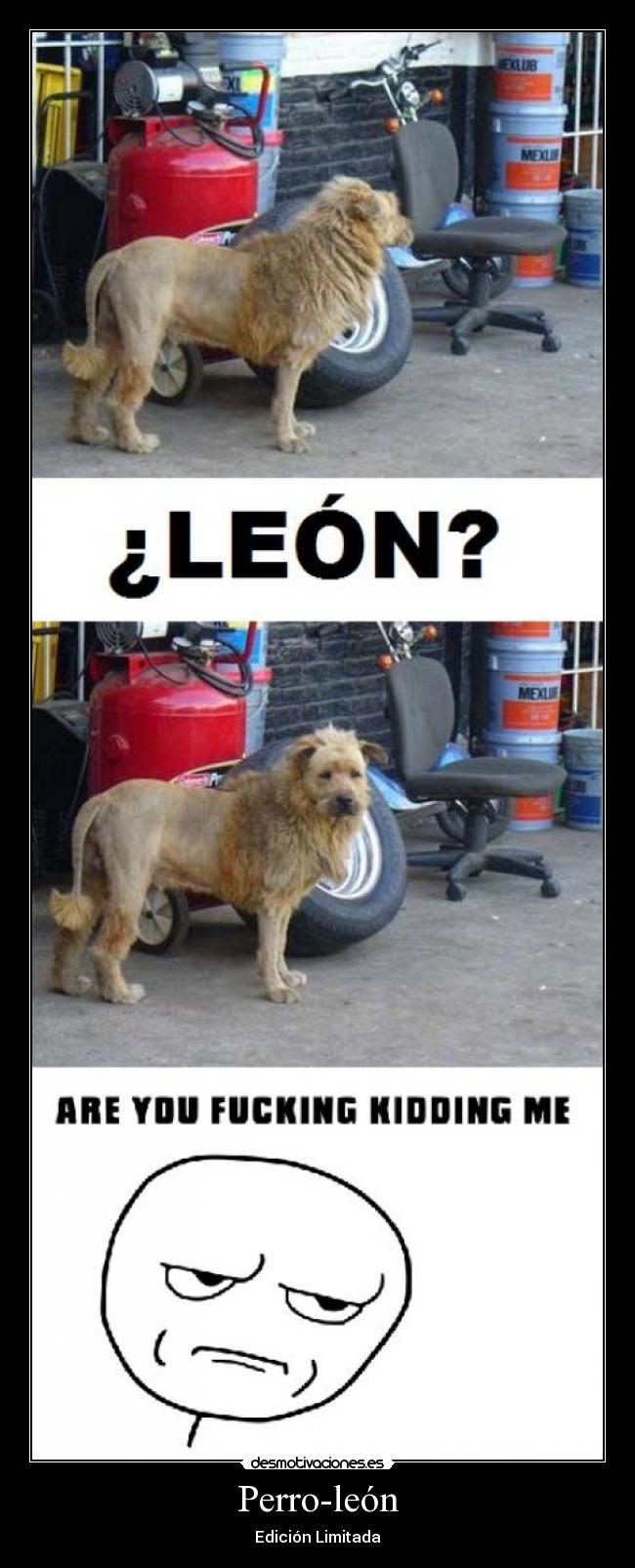 Perro-león - Edición Limitada