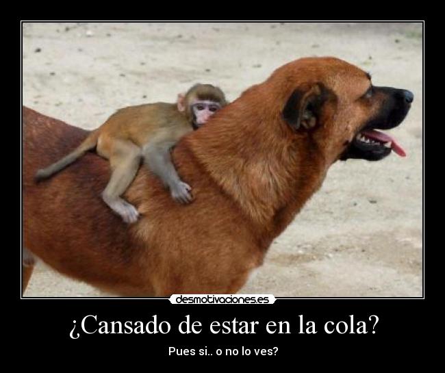¿Cansado de estar en la cola? -